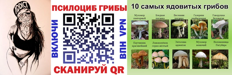 закладки  Волосово  гидра как войти  Галлюциногенные грибы Cubensis 